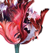 Helen Anne Hillson - Tulipa Black Parrot
